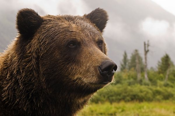 Camper Killed by Grizzly Bear Near Montana’s Bob Marshall Wilderness